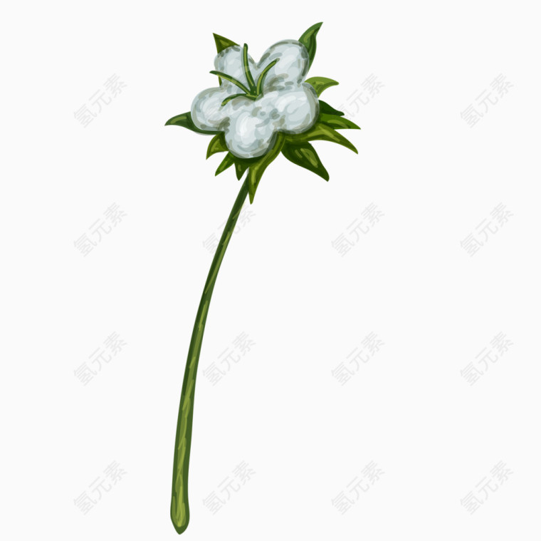棉花