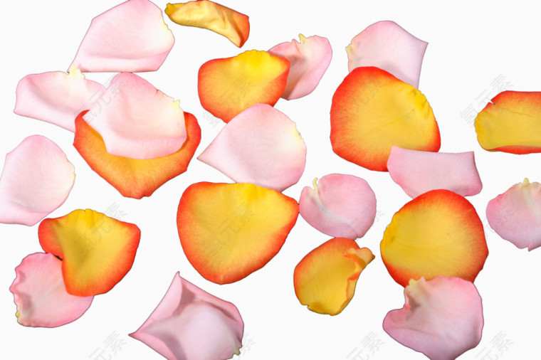 玫瑰花花瓣
