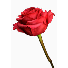 时尚风格装饰花边花朵