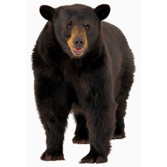 黑熊