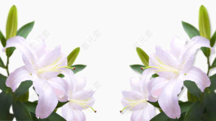 清新百合花