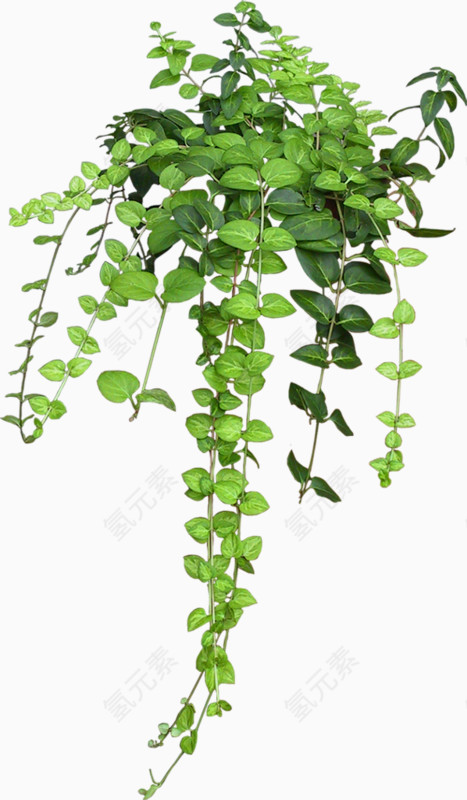树叶绿色大自然植物
