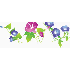 紫色红色牵牛花