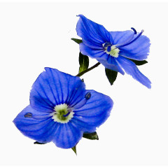 抽象花朵鲜花相框素材