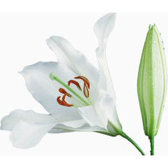 白色百合花