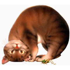 搞笑猫