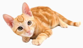 动物素材动物矢量图