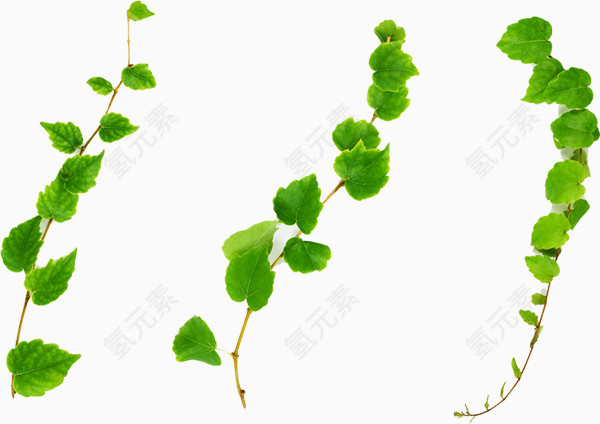 手绘植物叶子装饰