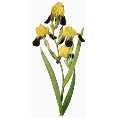 手绘鸢尾花多色