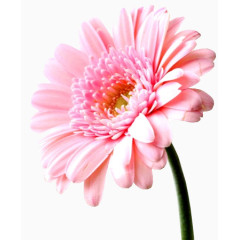 手绘装饰花草设计素材