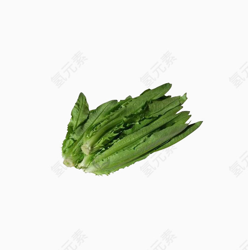 绿色食品油麦菜