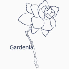 手绘线条玉兰花