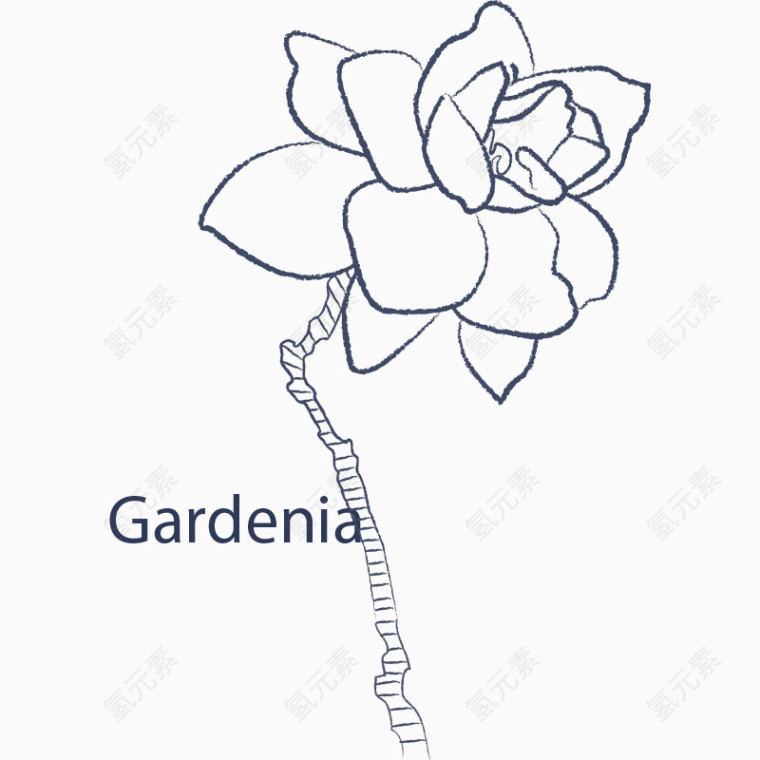 手绘线条玉兰花