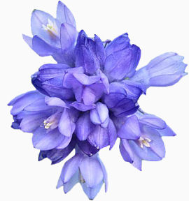 时尚风格装饰花边花朵