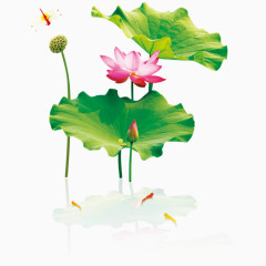 荷花荷叶