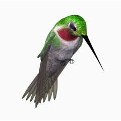 绿毛翡翠鸟免抠png素材