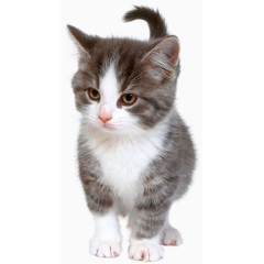 可爱猫咪生气眼神