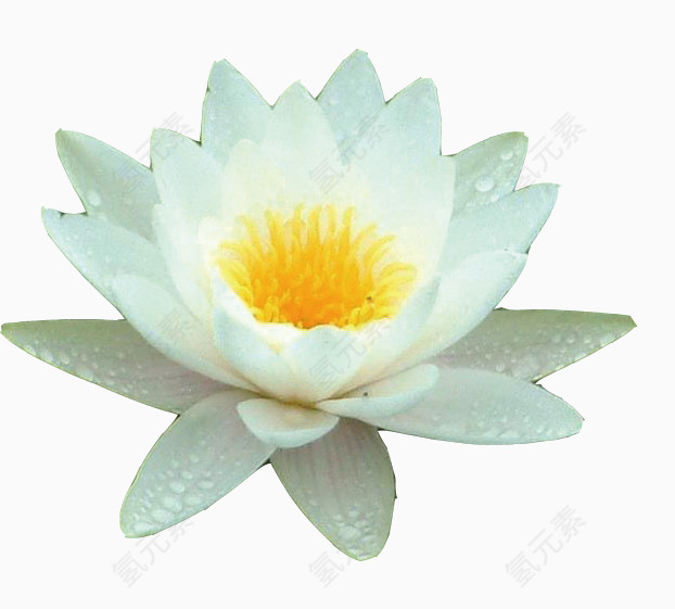 白色荷花