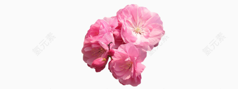 唯美粉色桃花