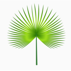 卡通热带绿色叶子