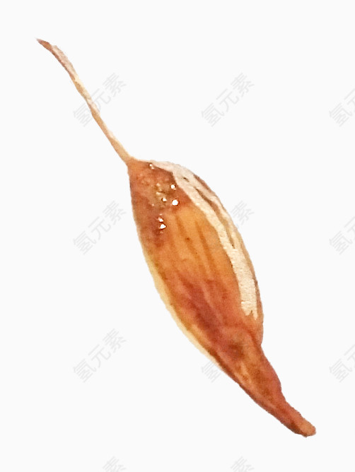 植物水彩画