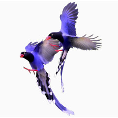 紫色凤尾鸟免抠png素材