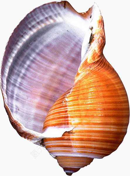 海螺贝壳