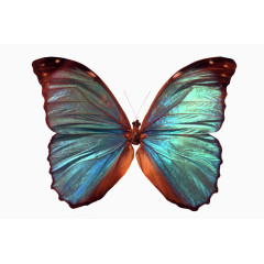 反光色蝴蝶