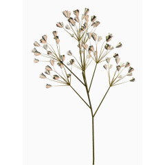 矢量花卉素材花草插画