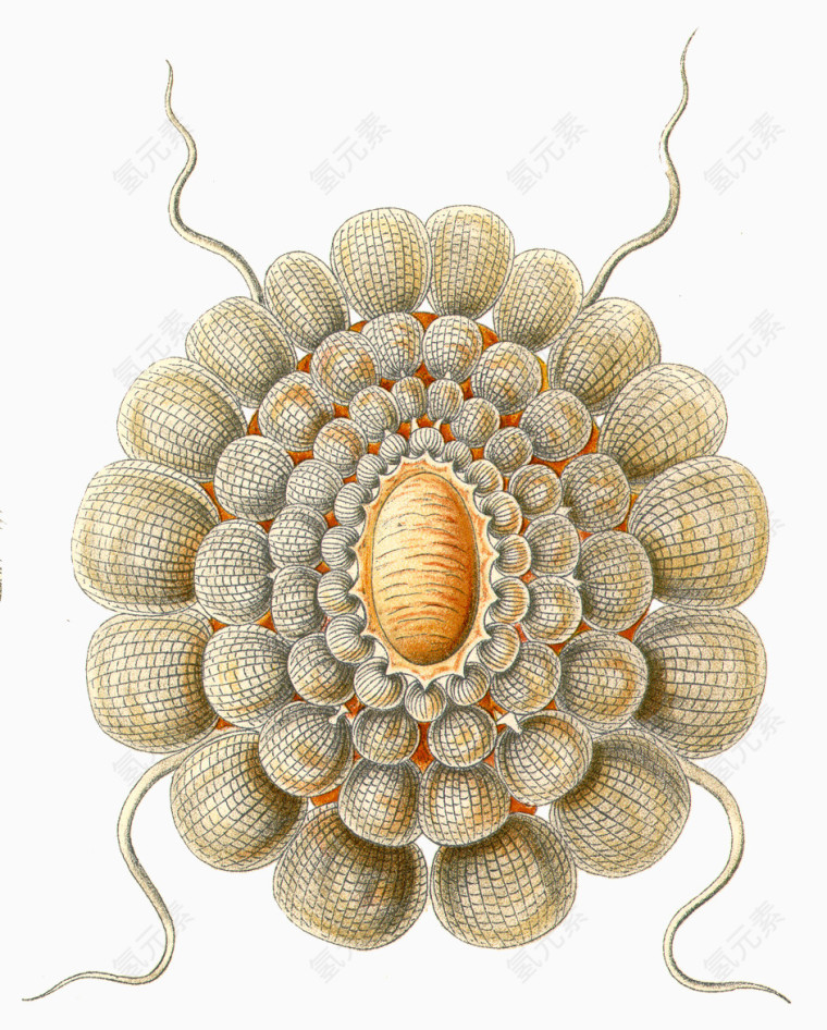 海洋生物