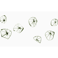 手绘荷叶线稿装饰元素