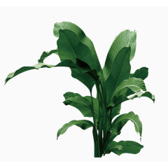 手绘绿叶芭蕉叶