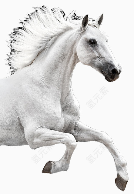 插画 实物 动物 游戏