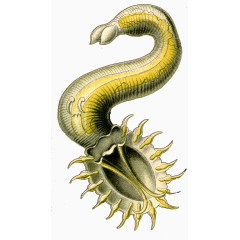 海洋生物