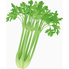 绿色西芹