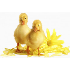 装饰素材花草设计素材