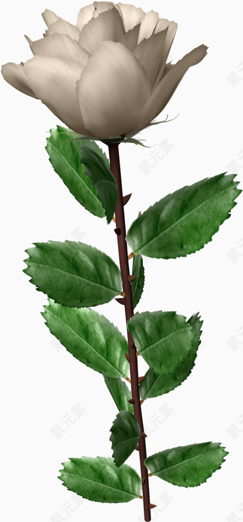 白色玫瑰花