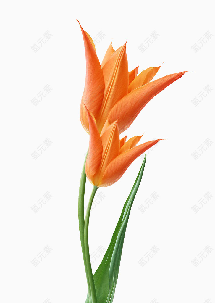 鲜花图案