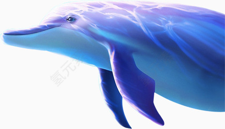 海洋里的海豚