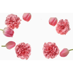 粉色康乃馨花朵