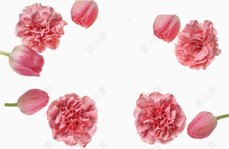 粉色康乃馨花朵