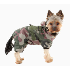 穿迷彩衣服的小狗