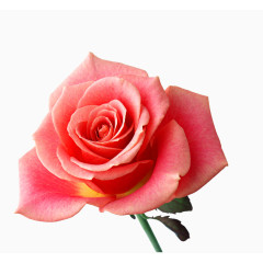 玫瑰花