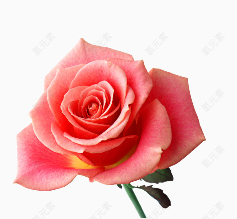 玫瑰花