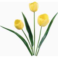 花卉标签卡通装饰素材