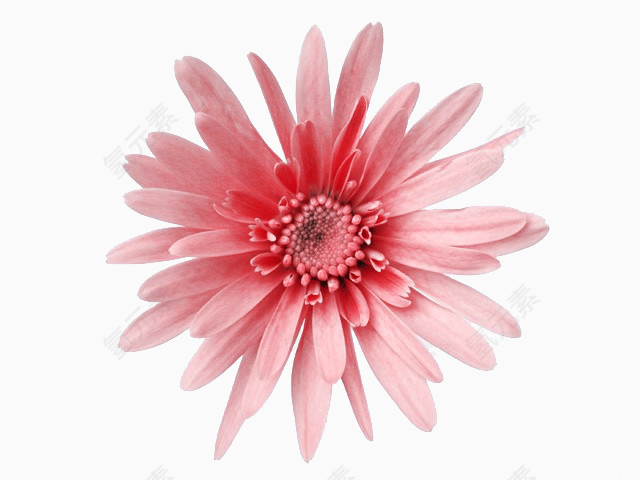 粉色花瓣