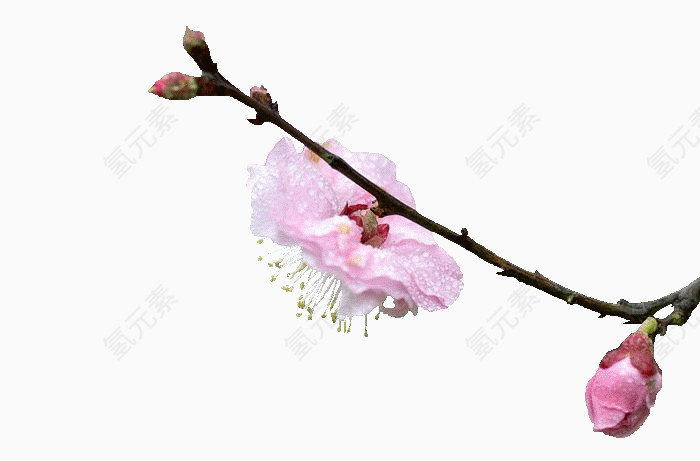 一截带桃花花苞的桃花枝