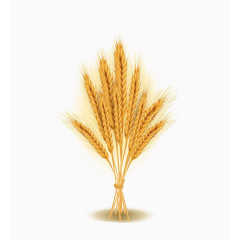 一束立着的小麦