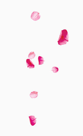 漂浮浪漫花瓣玫瑰花瓣