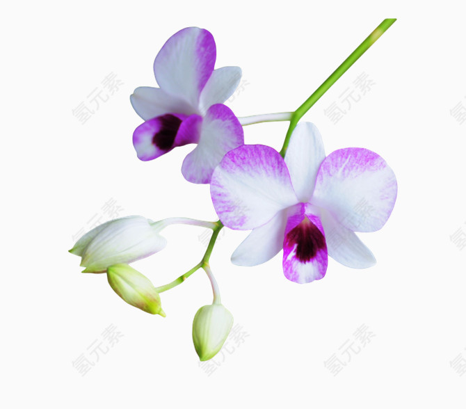 紫白色鲜花